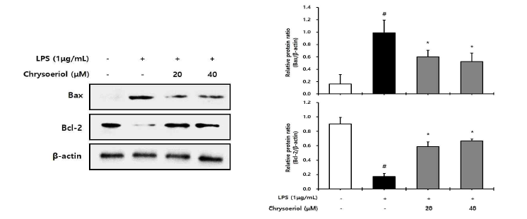 Chrysoeriol이 Bax 및 Bcl-2 발현에 미치는 영향
