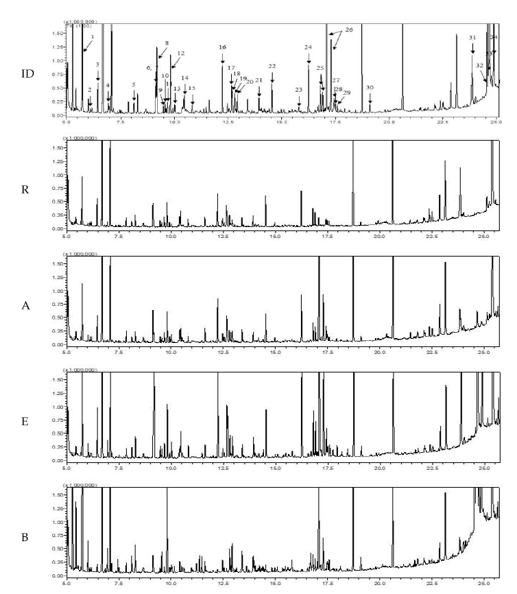 GC분석 크로마토그램 1, lactic acid; 2, glycolic acid; 3, alanine; 4, oxalic acid; 5, valine; 6, phosphoric acid; 7, leucine; 8, glycerol; 9, isoleucine; 10, proline; 11, glycine; 12, succinic acid; 13, glyceric acid; 14, serine; 15, threonine; 16, malic acid; 17, aspartic acid; 18, oxoproline; 19, 4-aminobutanoic acid; 20, threonic acid; 21, glutamic acid; 22, asparagine; 23, ribonic acid; 24, citric acid; 25, fructose; 26, glucose; 27, mannitol; 28, sorbitol; 29, tyrosine; 30, myo-inositol; 31, sucrose; 32, maltose(1); 33, maltose(2) / trehalose; 34, maltose(3) R, raw ginger; A, Aspergillus oryzae treated, E, A. oryzae+enzyme, B, A. oryzae+enzyme+Bacillus subtilis treated