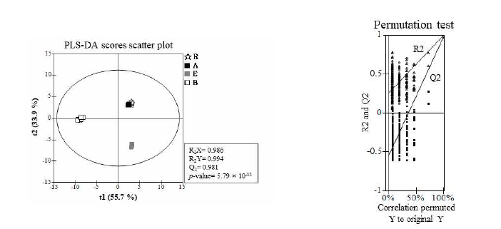 PLS-DA 분석 결과 R, raw ginger; A, Aspergillus oryzae treated, E, A. oryzae+enzyme-assisted extraction of ginger, B, A. oryzae+enzyme+Bacillus subtilis treated