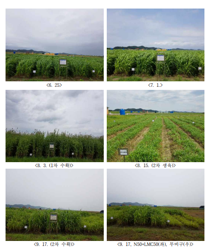 수수×수단그라스 생육 상황