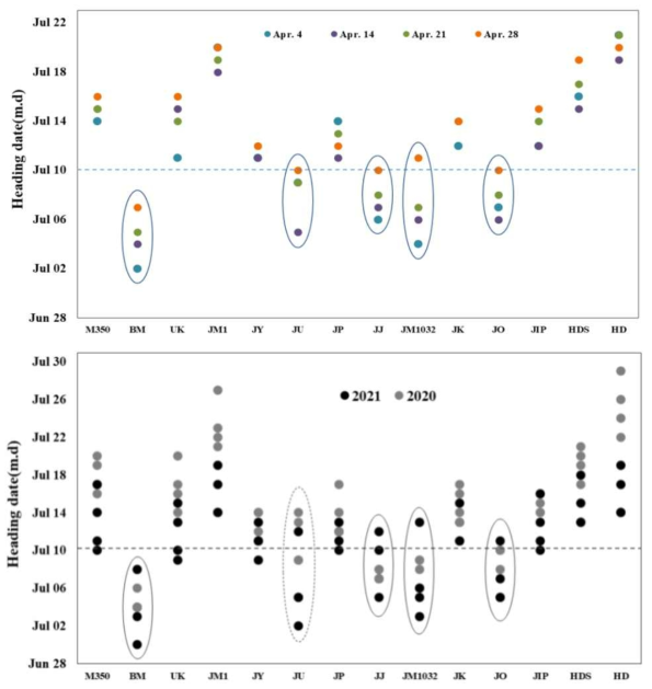 극조기 벼 이앙시기에 따른 공시품종들의 출수기 변이(‘20∼’21) * 상: ’20∼’21년 평균 출수기, 하: 연도별 전체 출수기, 점선: 후작물 재배를 위한 한계 출수기, 타원: 실선은 이모작 적합 품종, 점선은 부적합 품종