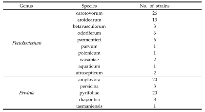 Pectobacterium, Erwinia spp. strains used in this study