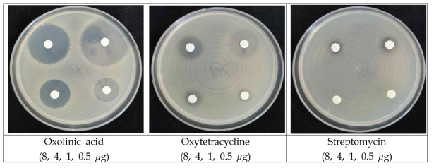 Result of antimicrobial susceptibility test of disks containing the antibacterial agents