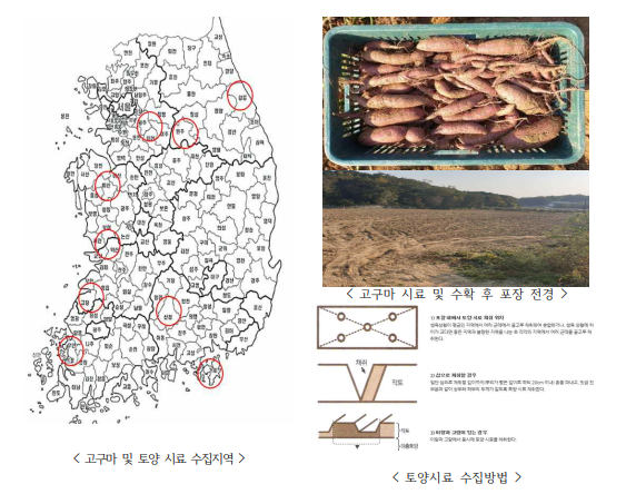 재배환경에 따른 고구마 섬유질 특성조사를 위한 조사지역 토양 및 고구마 시료 수집