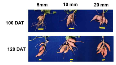 관수량에 따른 지하부 생육 특성 *DAT(Days after transplanting): 정식 후 일 수