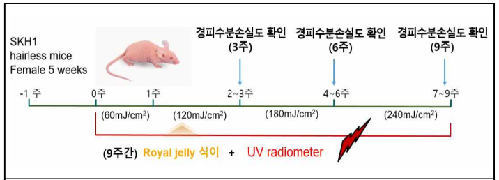 동물모델을 이용한 노화 유도 모델 확립