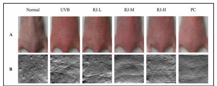 UV조사된 SKH1 마우스 모델에서의 로열젤리 식이 후 육안 및 모사판 분석 결과
