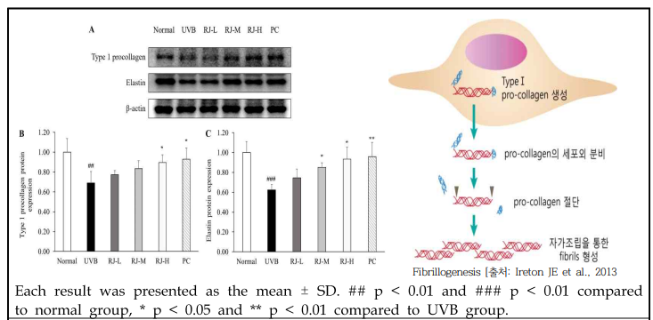 로열젤리 처리에 따른 Type I procollagen, Elastin 단백질 발현(좌) 및 콜라겐 형성과정(우)