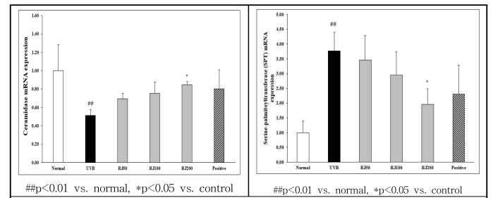 UV조사군에서 로열젤리 경구투여에 따른 Ceraminidase(좌) 및 SPT(우) mRNA 발현 비교