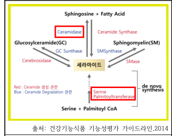 세라마이드 형성 과정