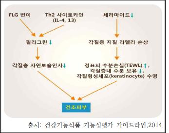 건조피부 형성 과정