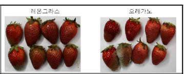 레몬그라스, 오레가노 에멀젼의 딸기 곰팡이 발아억제