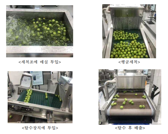 매실 세척 및 탈수 작업 광경