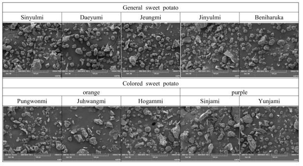 Scanning electron microscope (SEM) of sweet potato flours (500x)