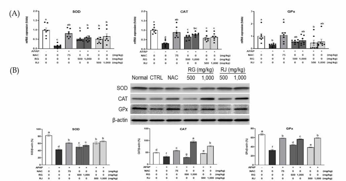 순무(RG) 및 월동무(RJ)의 항산화효소 (A) mRNA (B) protein 발현 증가 효능(p<0.05)