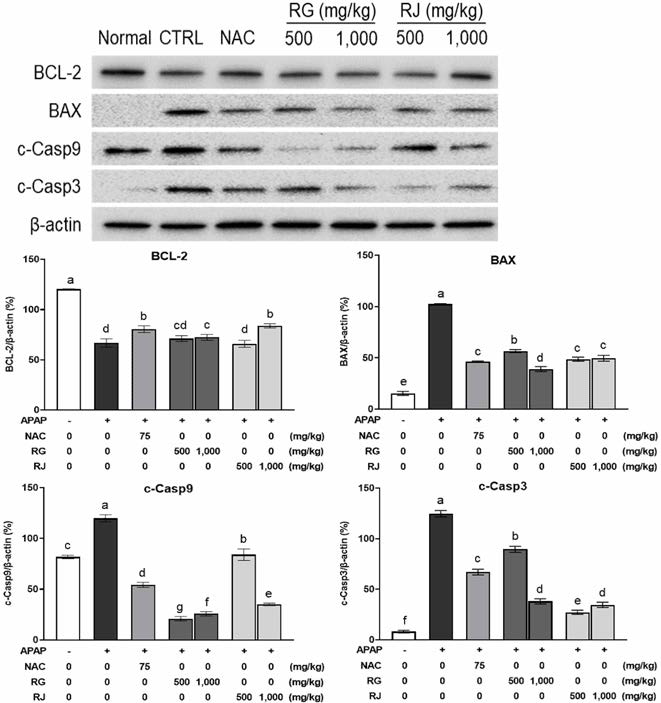 순무(RG) 및 월동무(RJ)의 세포사멸 단백질 발현 억제 효과(p<0.05)