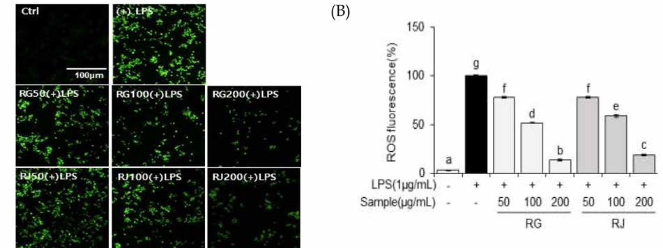순무(RG) 및 월동무(RJ)의 활성산소 억제 효능(p<0.05) (A) ROS fluorescence (B) ROS production quantification