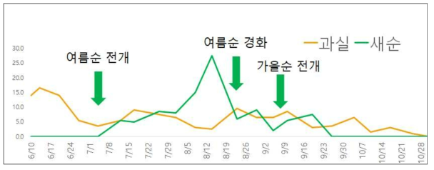 감귤 생육에 따른 볼록총채벌레 발생양상