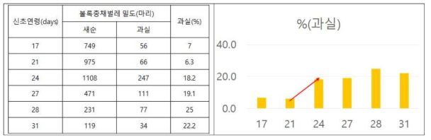 신초 발육에 따른 볼록총채벌레 밀도 변화