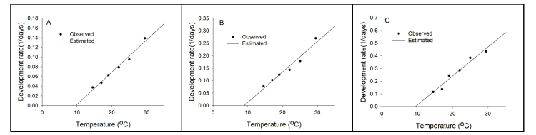 볼록총채벌레 온도발육 선형모형(A: 알, B: 유충, C: 번데기)