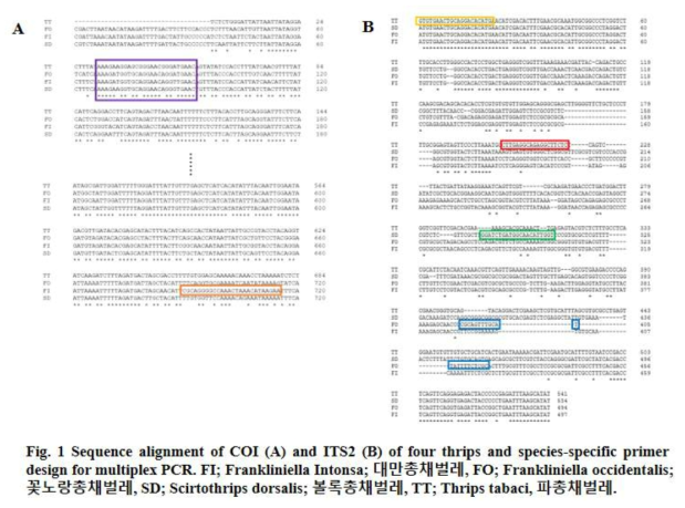 대만총채벌레, 꽃노랑총채벌레, 볼록총채벌레, 파총채벌레의 COI (A) 와 ITS2 (B) 유전자 염기서열 정렬. 주형으로 사용된 염기서열은 사각형으로 강조됨