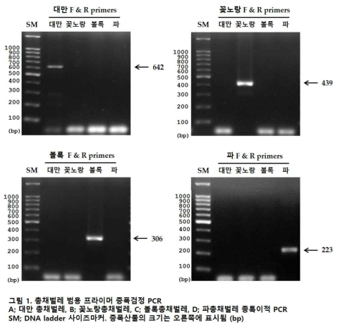 총채벌레 종특이 프라이머의 교차반응성 검정 PCR. (A) 대만 총채벌레 종특이 PCR (COX1 univ F와 대만 COX R 프라이머 사용), (B) 꽃노랑총채벌레 종특이 PCR (ITS univ F와 꽃노랑 ITS2 R 프라이머 사용), (C) 볼록총채벌레 종특이 PCR (ITS univ F와 볼록 ITS2 R 프라이머 사용), (D) 파총채벌레 종특이 PCR (ITS univ F와 파 ITS2 R 프라이머 사용), SM; DNA ladder 사이즈마커. 증폭산물의 크기는 오른쪽에 표시됨 (bp)