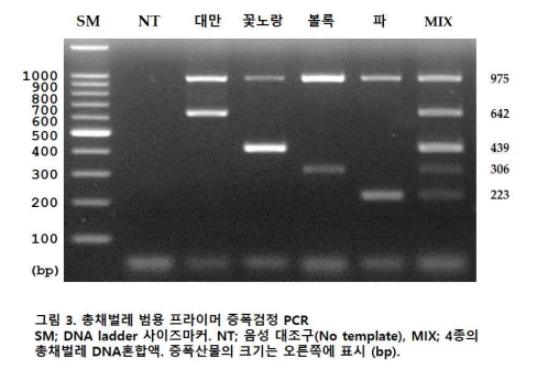 멀티플렉스 PCR 결과, NC; negative control. FI; Frankliniella Intonsa; 대만총 채벌레, FO; Frankliniella occidentalis; 꽃노랑총채벌레, SD; Scirtothrips dorsalis; 볼록총채벌레, TT; Thrips tabaci, 파총채벌레, MIX; 4종의 총채벌레 DNA혼합액. 증폭산물의 크기는 오른쪽에 표시 (bp)