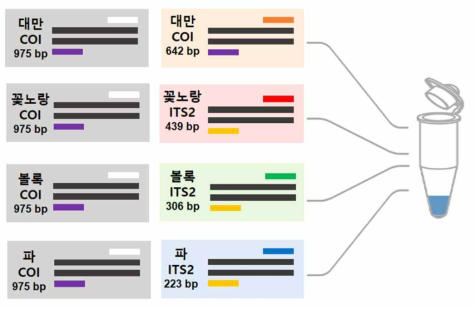 4종의 총채벌레 멀티플렉스 PCR 모식도