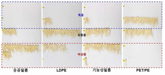 추절기 수확 인삼의 필름별 10℃ 30일 경과 시 특품 및 비상품