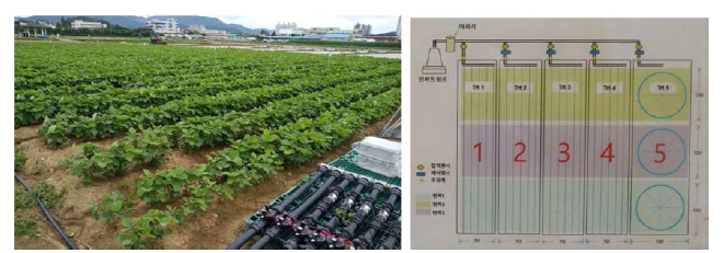 지중관수 장치를 이용한 콩의 재배 장면(2020.07.01.)