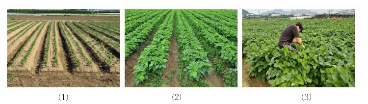 지중관수에 의한 콩의 생육초기(20.06.15)(1)，파종 후 27일(20.07,01)(2)，파종 후 62일 (20.08.05)(3)의 성장 상태