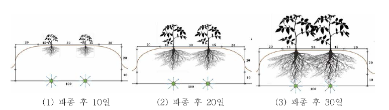 콩 파종 후 콩의 뿌리 성장 치수