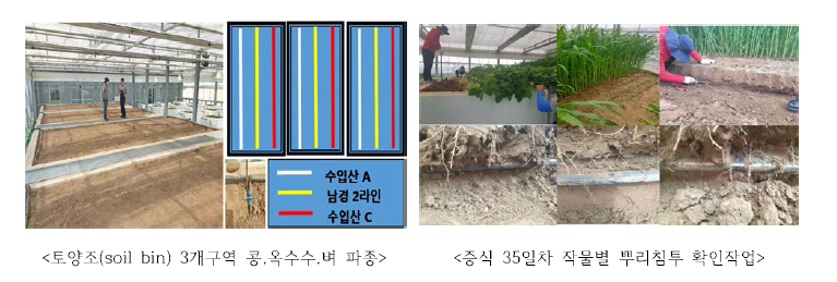 밀양 국립식량과학원 토양조 뿌리관찰실험 : 콩 ，옥 수 수 ，벼