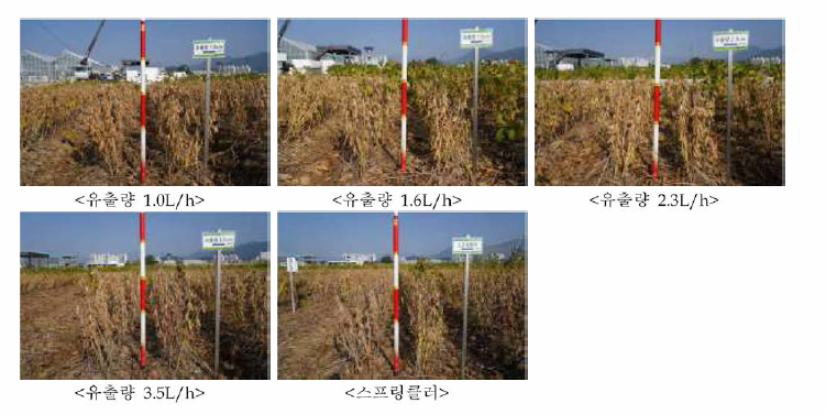 점적유량에 따른 수확기 콩 생육 상태