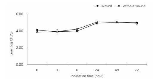 로메인 상추 표면의 상처 유무에 따른 E. coli O157:H7의 생존율