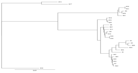 MLST 분석을 통한 상추와 재배환경 시료에서 분리한 B. cereus의 phylogenetic tree