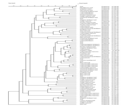 멀칭 방법으로 재배한 상추와 토양, 퇴비, 농업용수에서 분리한 B. cereus의 ERIC-PCR을 이용한 phylogenetic tree