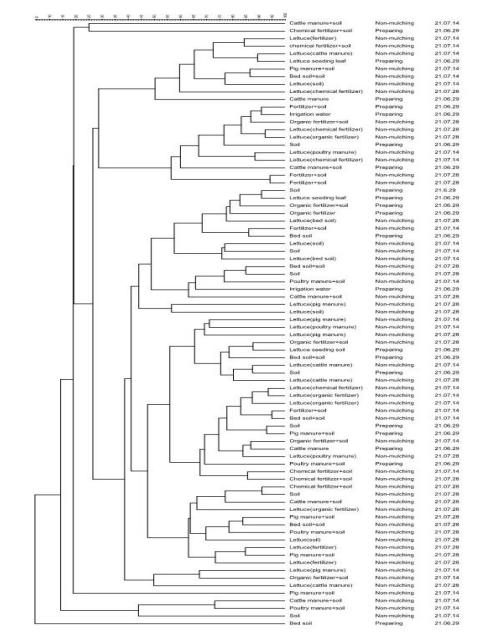 비멀칭 방법으로 재배한 상추와 토양, 퇴비, 농업용수에서 분리한 B. cereus의 ERIC-PCR을 이용한 phylogenetic tree