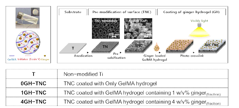 TNC표면에 생강 추출 분획물이 담지된 GelMA 하이드로겔(GH) 과정 및 시험 그룹