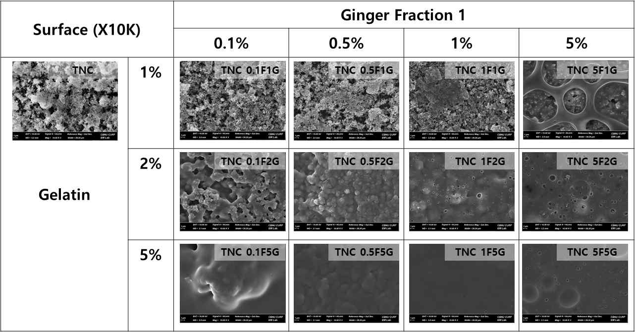TNC (Calcificated on TiO2 nanotubes) 표면처리층에 형성된 젤라틴 겔 코팅 표면