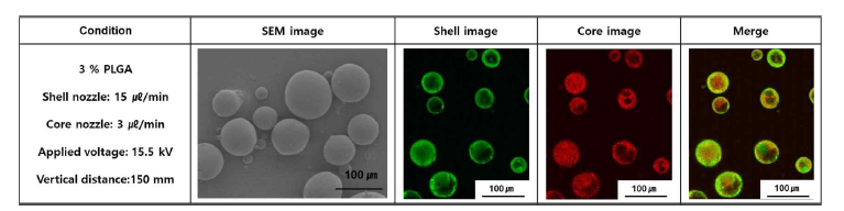 생강 분획물이 담지된 마이크로 비드의 SEM 이미지와 형광분석