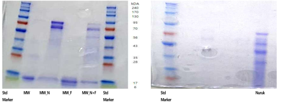 SDS PAGE에 의한 밀웜 가수분해물의 단백질 분자량 비교 MW: Mealworm powder, MW_N: MW–Nuruk, MW_F: MW–Flavourzyme, MW_NF: Nuruk_Flavourzyme