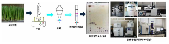 새싹작물 기능성물질 분리, 정제 및 화학구조 동정 과정