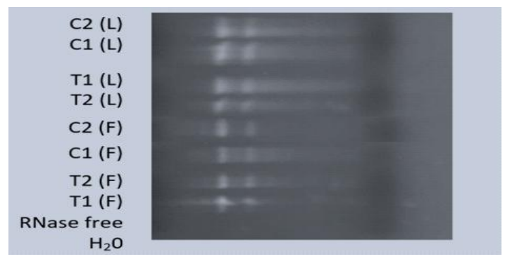 겔 전기영동법로부터얻은 대조구와 처리구의 커피나무 잎과 커피 체리의 총 RNA. 대조구(커피나무 잎 샘플: C1L 및 C2L, 커피 체리 샘플: C1F 및 C2F), CO2 처리구(커피나무 잎 샘 플: T1L 및 T2L, 커피 체리 샘플: T1F 및T2F)총 RNA는 커피나무 잎과 커피 체리(대조구, CO2 처리구)에서 RNEasyMini Kit 사용하여 추출하였다