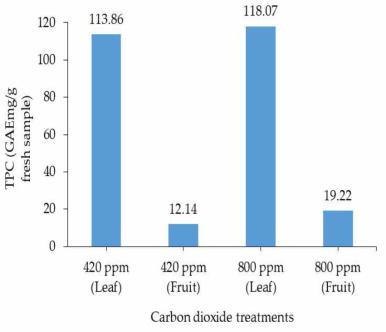 대조군과 고농도 이산화탄소 처리군에서 얻은 커피 잎과 열매의 총 페놀 함량(TPC)
