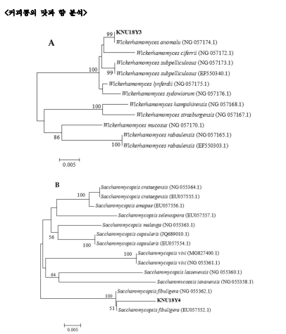 커피 발효에서 스타터배양을 위한 펙틴 분해 효모의 분리, 식별 및 특성 (우리나라의 커피체리효모 분리 및 분석). 확인된 효모와 공개된 균주의 다른 26S rRNA 서열 사이의 계통발 생학적 관계. (A) Wickerhamomycesanomalus strain KNU18Y3. (B) Saccharomycopsisfibuligera strain KNU18Y4
