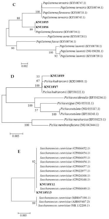 커피 발효에서 스타터배양을 위한 펙틴 분해 효모의 분리, 식별 및 특성 (우리나라의 커피체리효모 분리 및 분석). 확인된 효모와 공개된 균주의 다른 26S rRNA 서열 사이의 계통발 생학적 관계. (C) Papiliotremaflavescens (strain KNU18Y5, KNU18Y6) (D) Pichia kudriavzevii (strain KNU18Y7 and KNU18Y9) (E) Saccharomyces cerevisiae (strain KNU18Y12 and KNU18Y13)