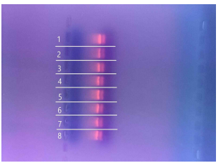 겔 전기영동법을 활용한 대조구와 처리구 커피나무 잎의 총 RNA 검증. (1,2:대 조구, 3,4:10분 처리구, 5,6:1시간 처리구, 7,8:24시간 처리구)