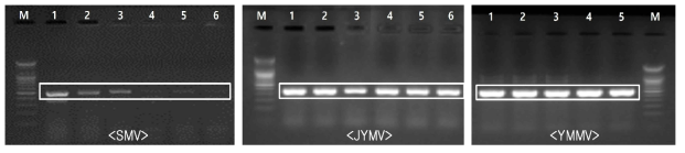신소득 땅속작물(둥근마, 열대마, 인디언감자) 바이러스 RT-PCR 진단 결과