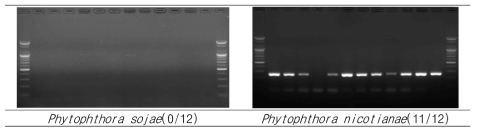 역병 특이 진단 primer를 이용한 역병 PCR진단